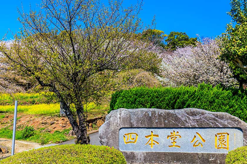 現地スタッフがおすすめするフォトジェニックな穴場スポット「四本堂公園」