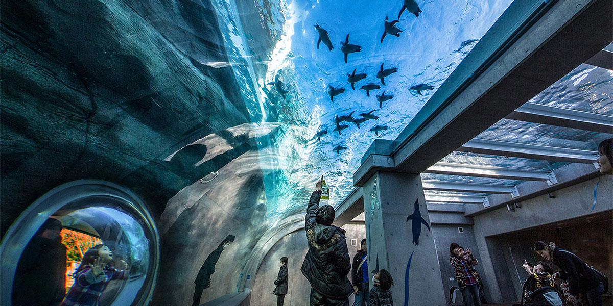 日本最大の天井水槽「ペンギン館」