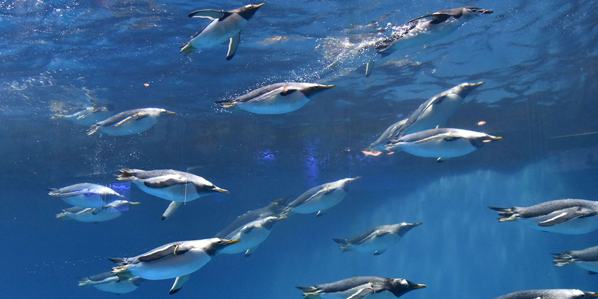 長崎ペンギン水族館