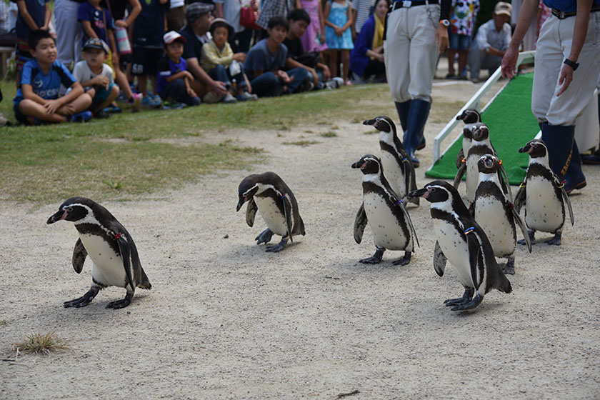 フンボルトペンギンの散歩