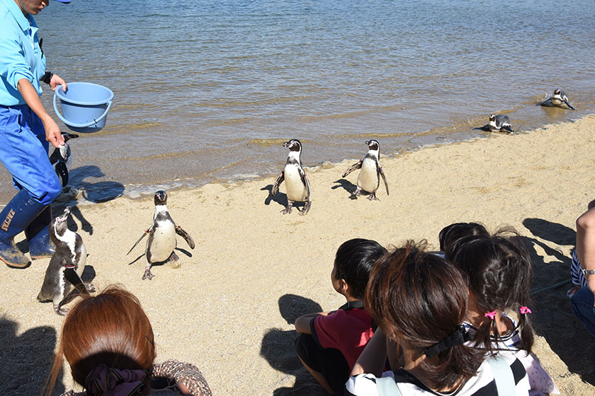 ふれあいペンギンビーチ