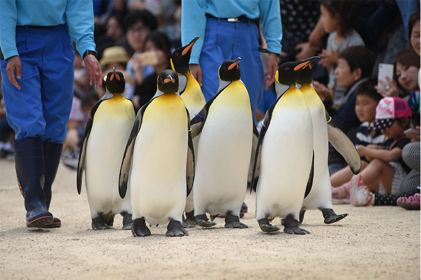 キングペンギンの散歩